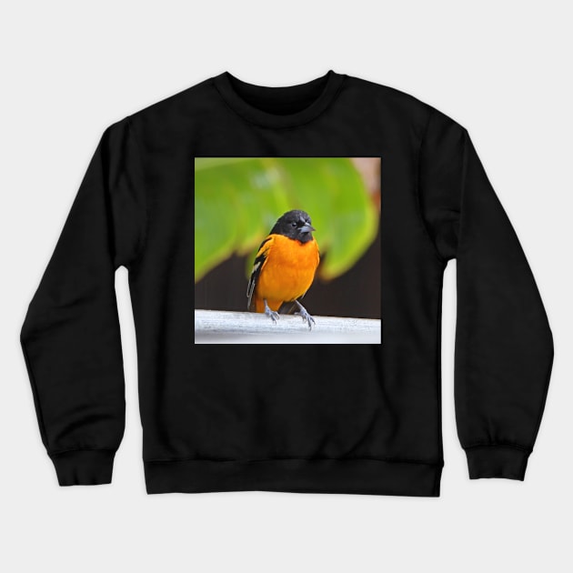 Baltimore Oriole Crewneck Sweatshirt by Carole-Anne